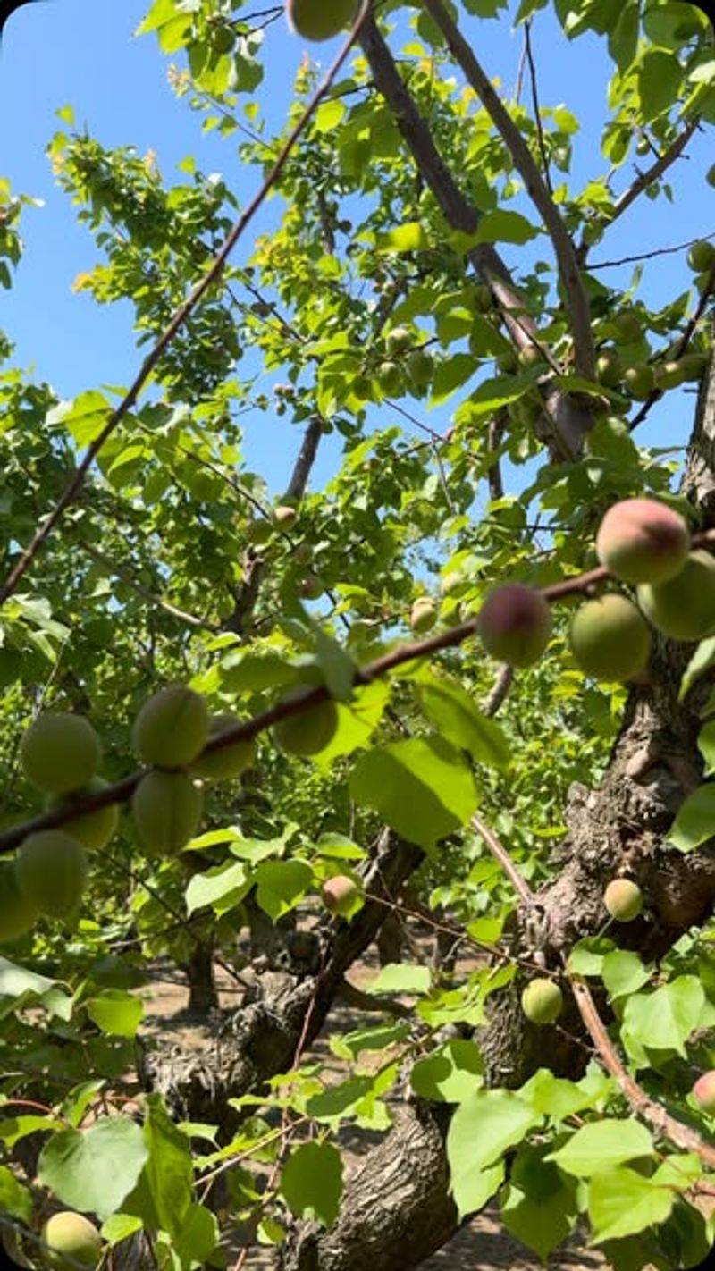 Apricot Trees: Heartbreakers Of New England