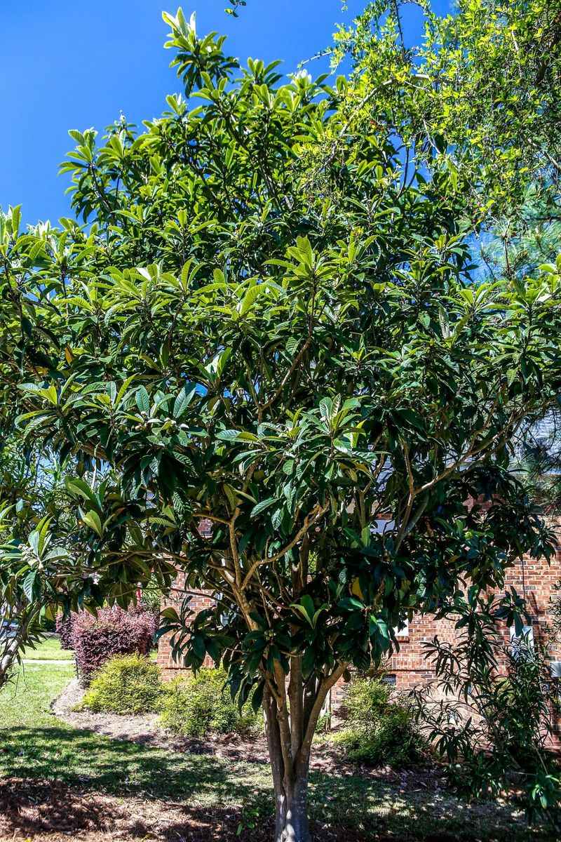 Messy Loquat Trees That Rarely Fruit