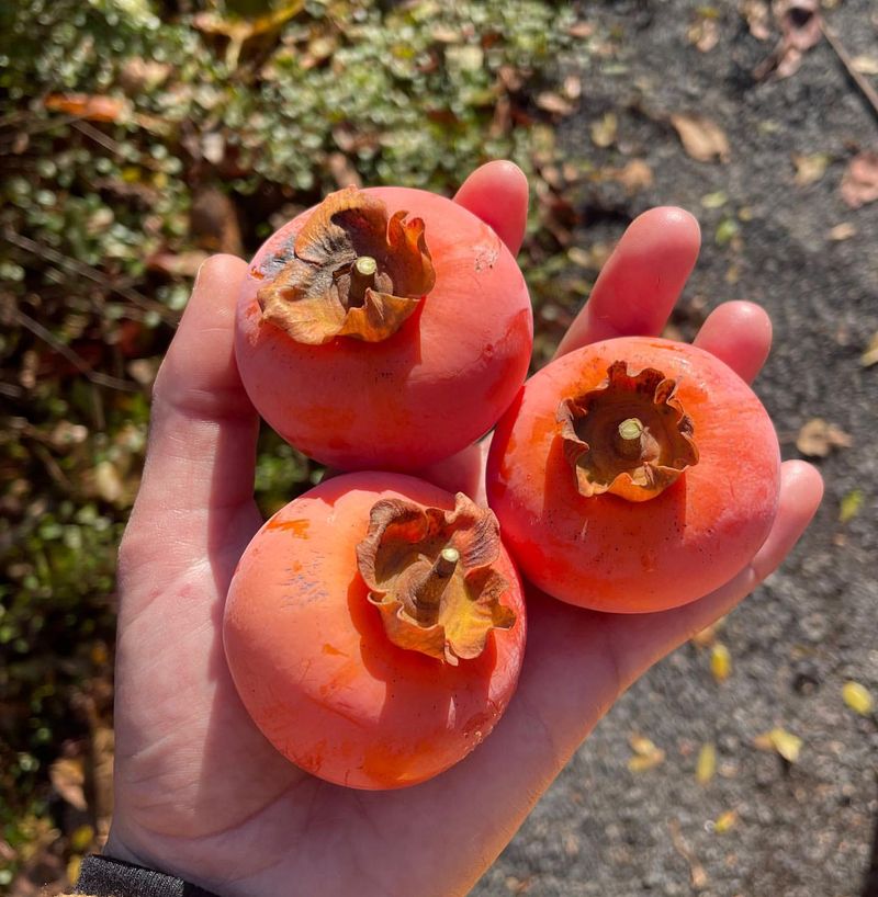 American Persimmon