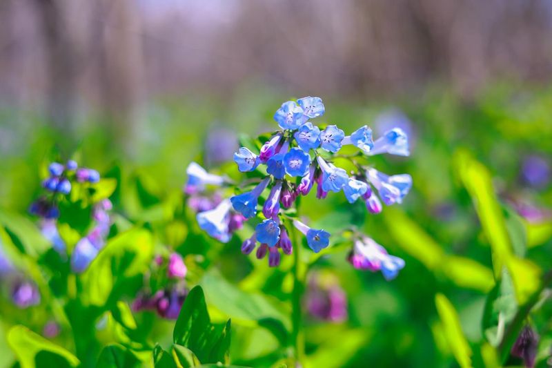 Virginia Bluebells: Spring's Blue Carpet