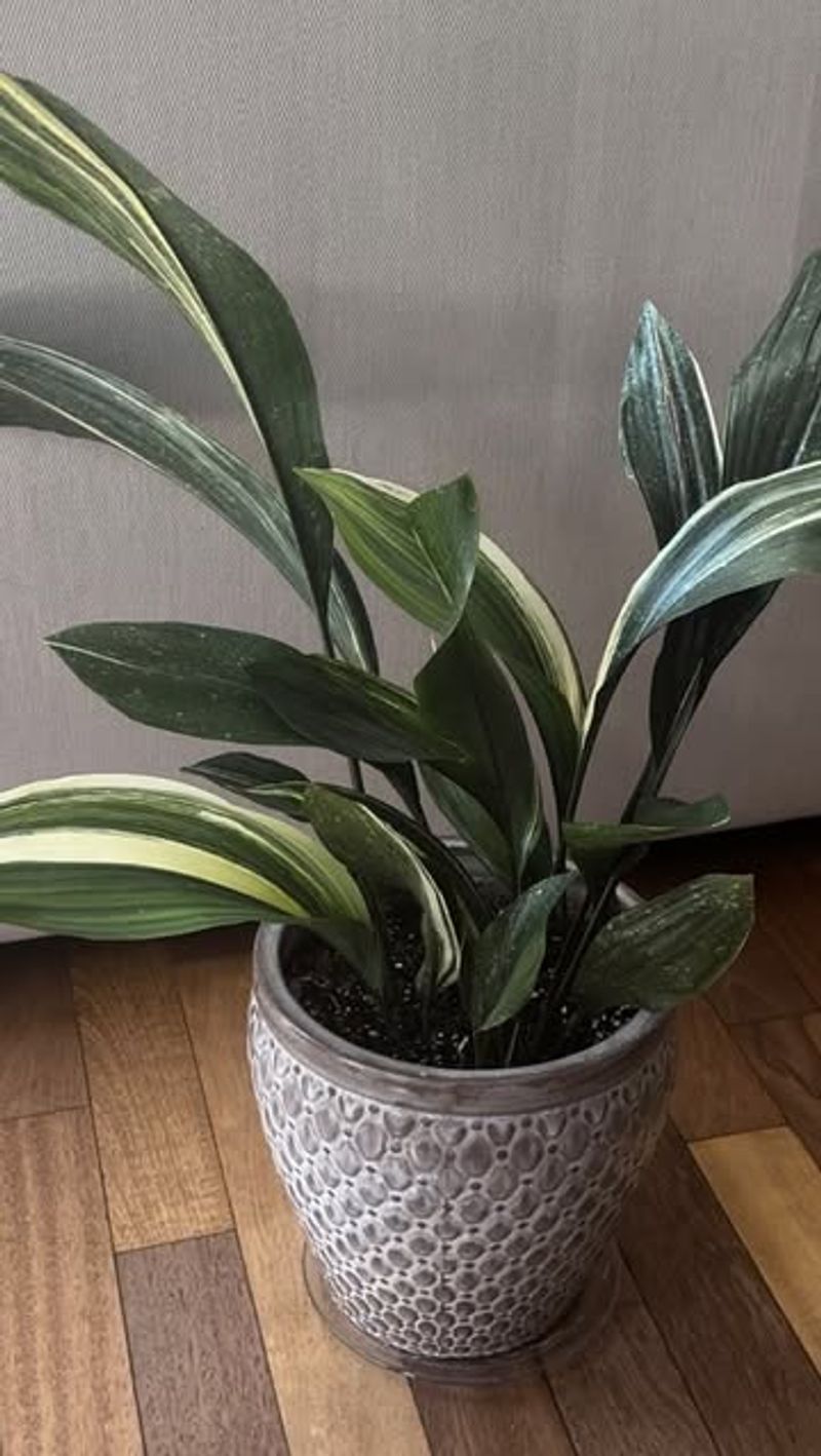 Cast Iron Plant Lives Up To Its Name