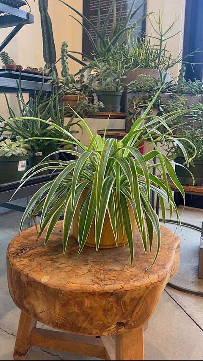 Spider Plant: The Prolific Propagator