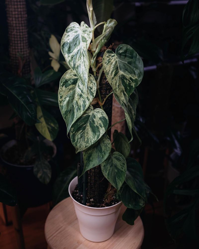 Philodendron Heartleaf (Philodendron hederaceum)