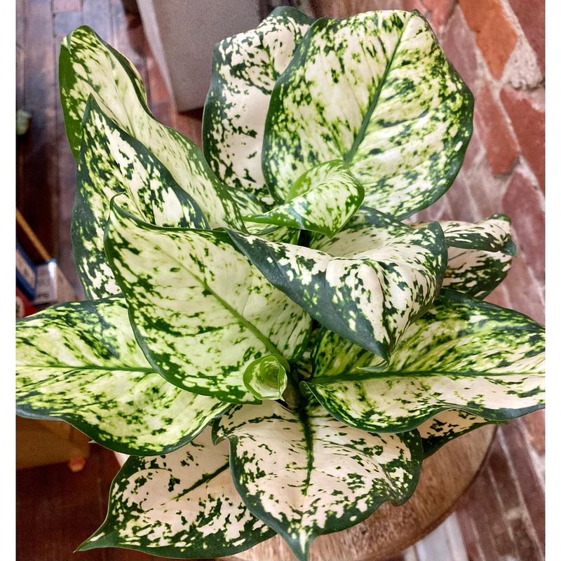 Chinese Evergreen (Aglaonema)
