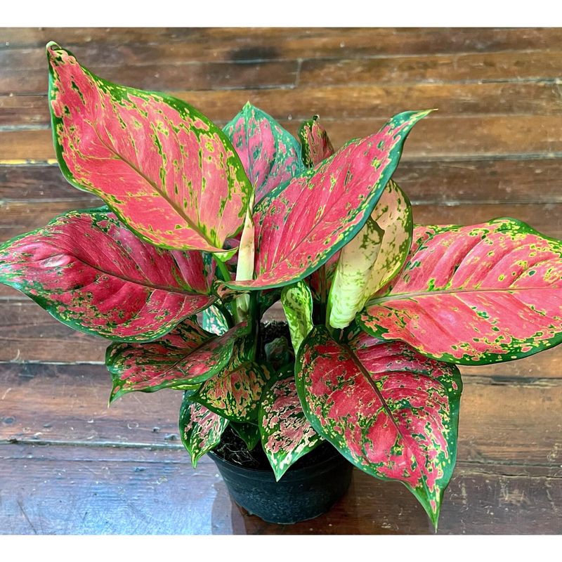 Chinese Evergreen (Aglaonema)