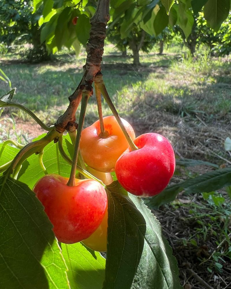 Sweet Cherry Varieties (In Rainy Areas)