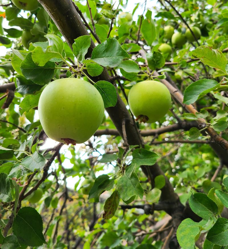 Apple Trees Drowning In Fungus