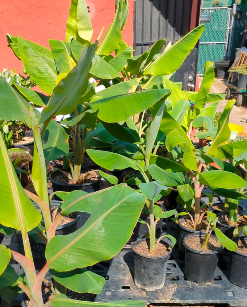 Water-Hungry Banana Plants
