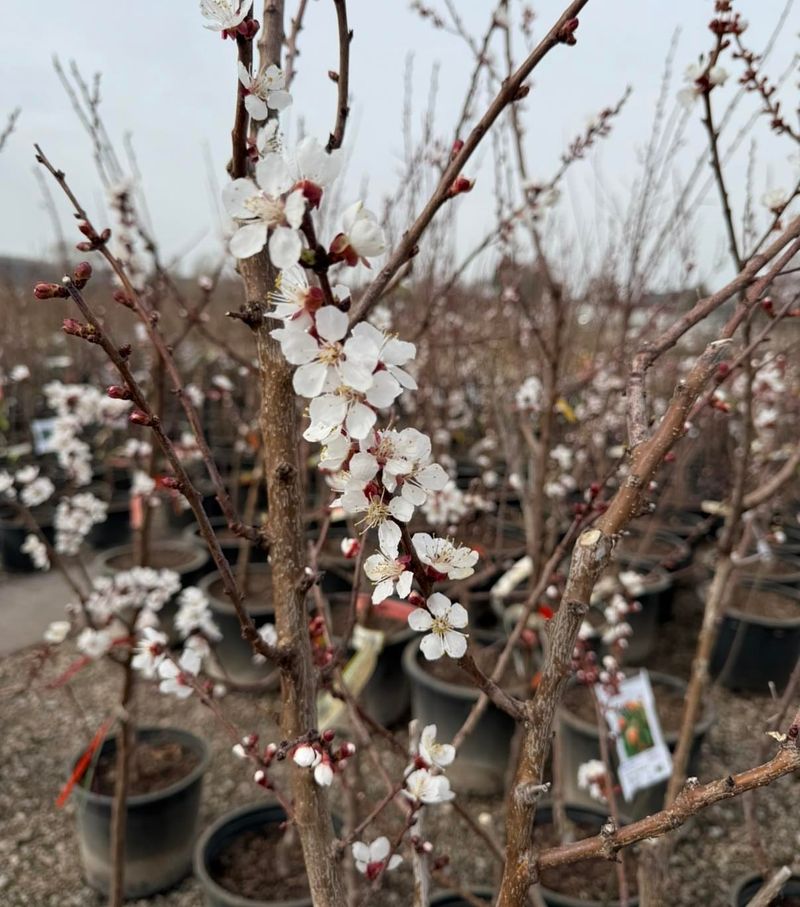 Apricot Trees