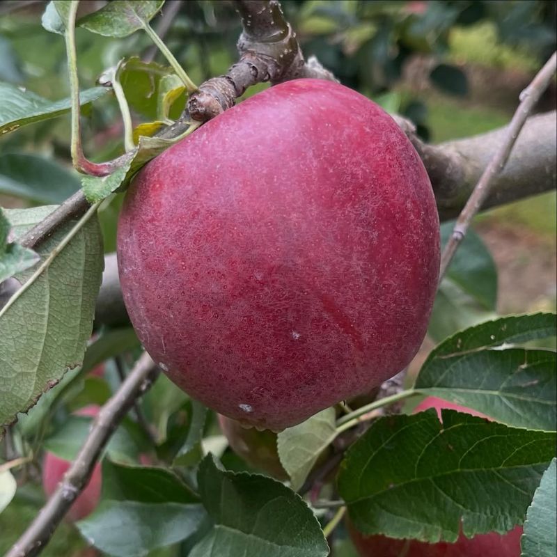 Apples: Heirloom Varieties From Seed