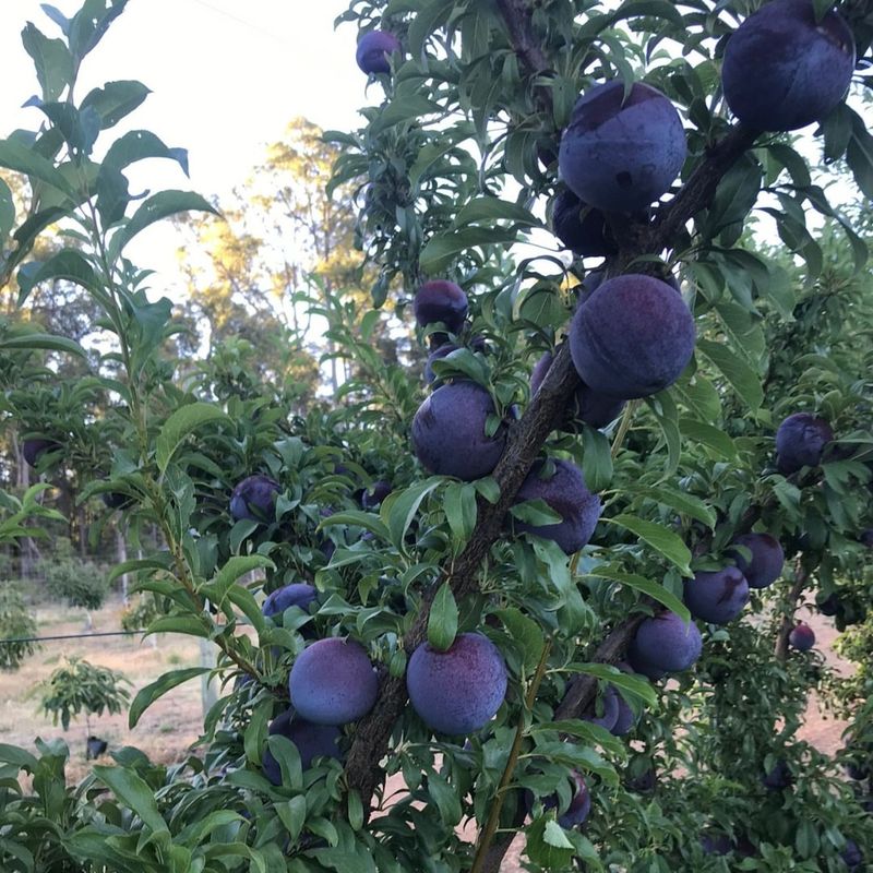 Plums: Purple Powerhouses