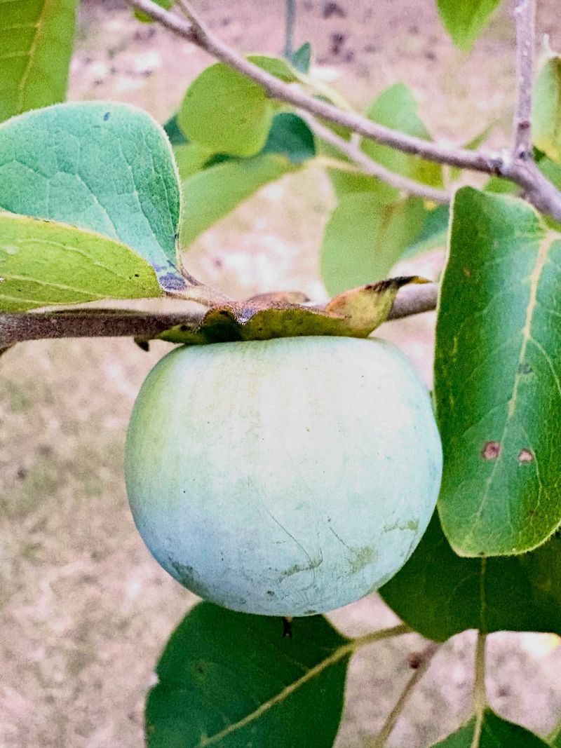 Persimmon Trees That Pucker Mouths