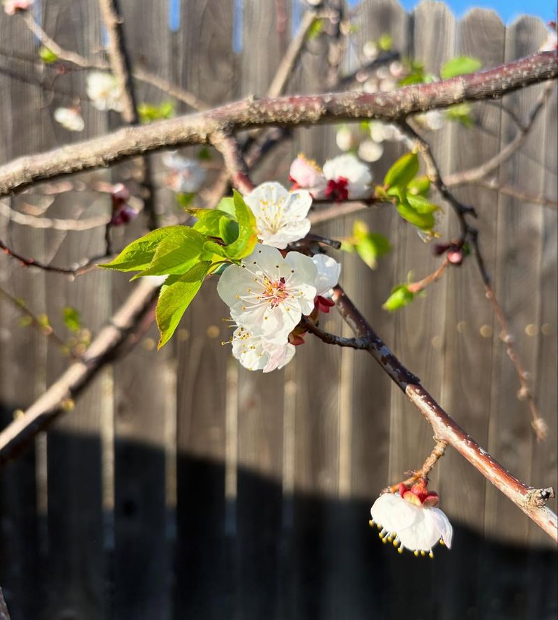 Apricot Trees