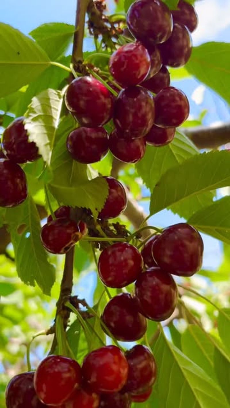 Sweet Cherry