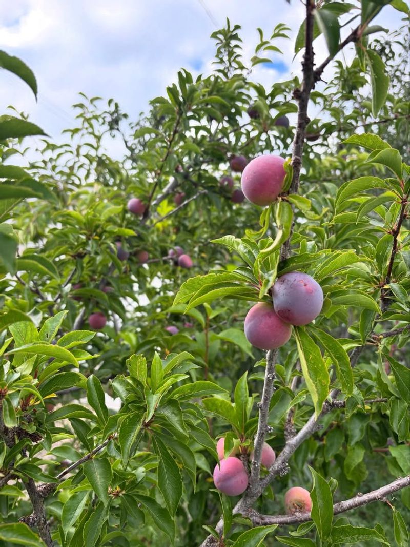 Plums