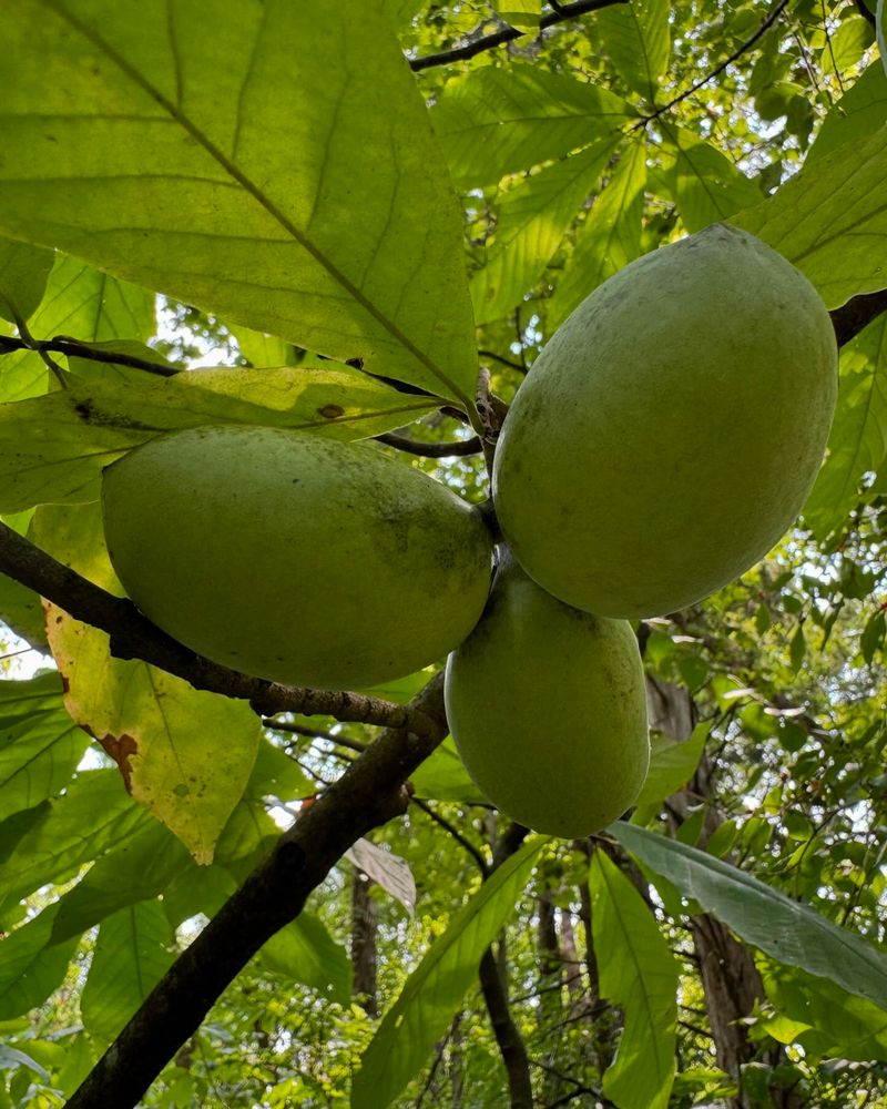 Pawpaw