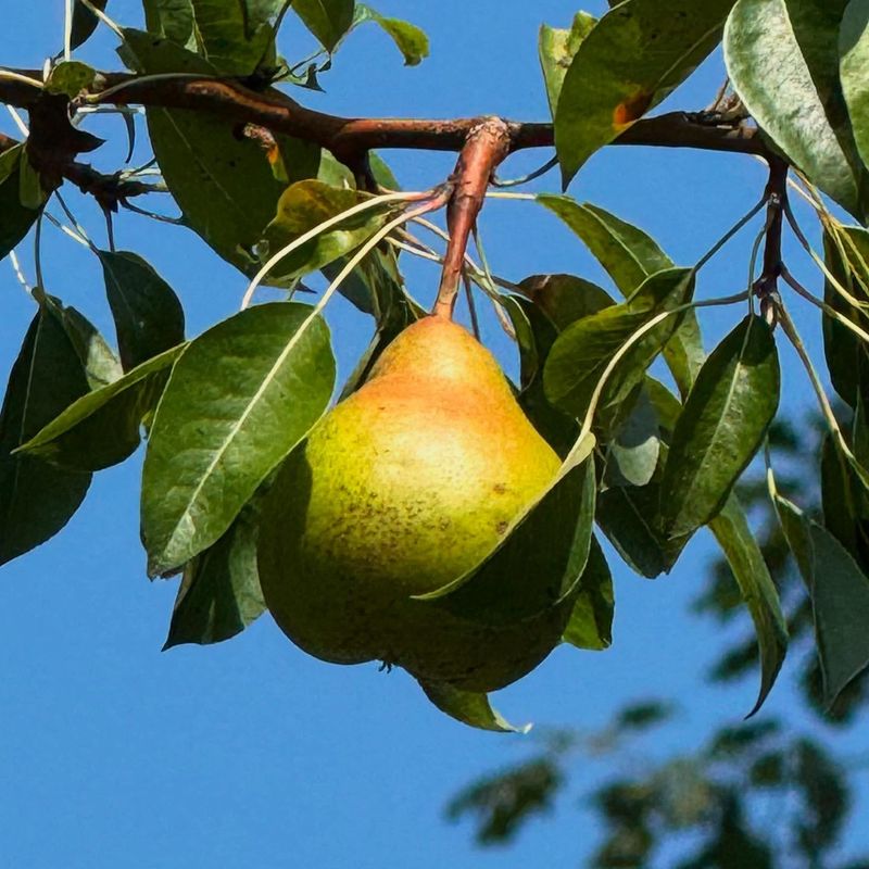 Pear Trees
