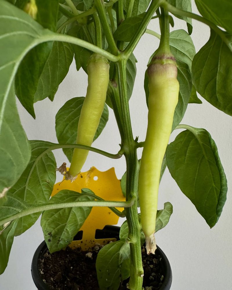 Chile Peppers