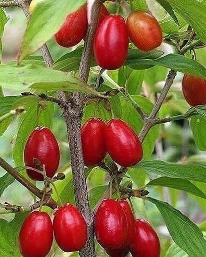 Cornelian Cherry