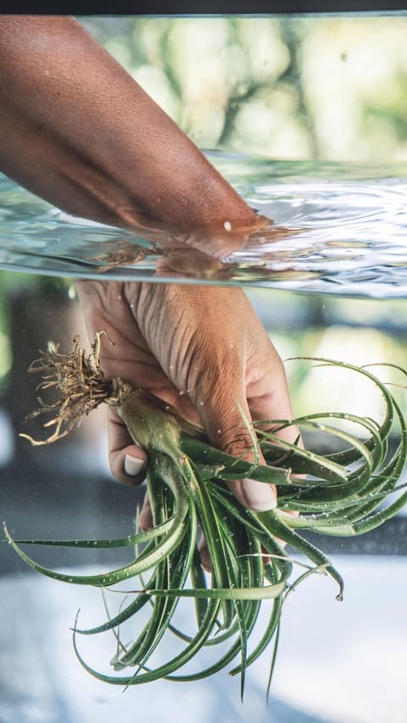 Watering Techniques Matter More Than You Think