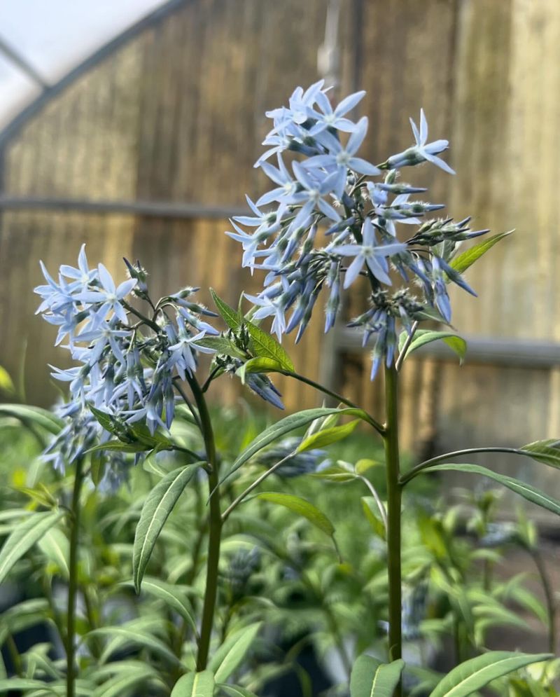 Amsonia
