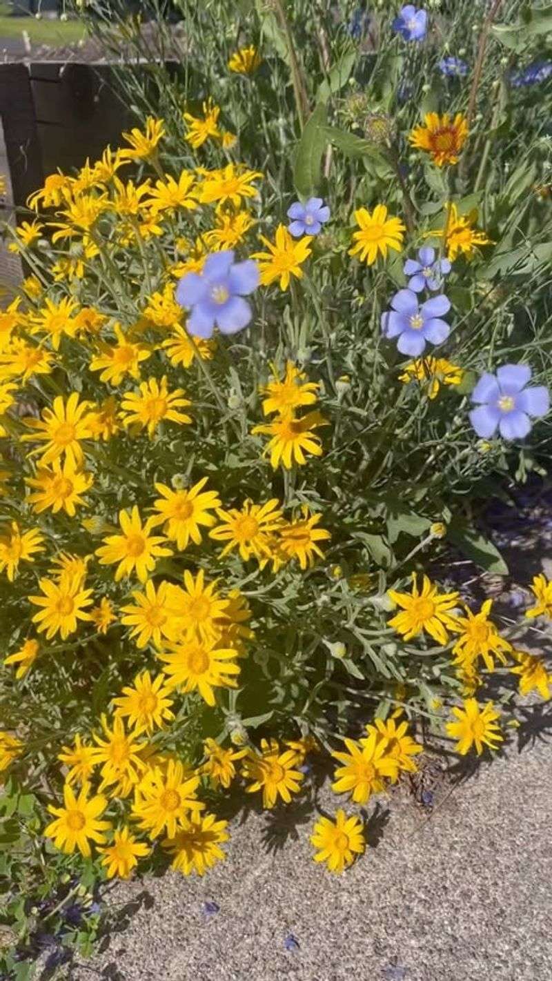 Oregon Sunshine: Our Native Yellow Wonder