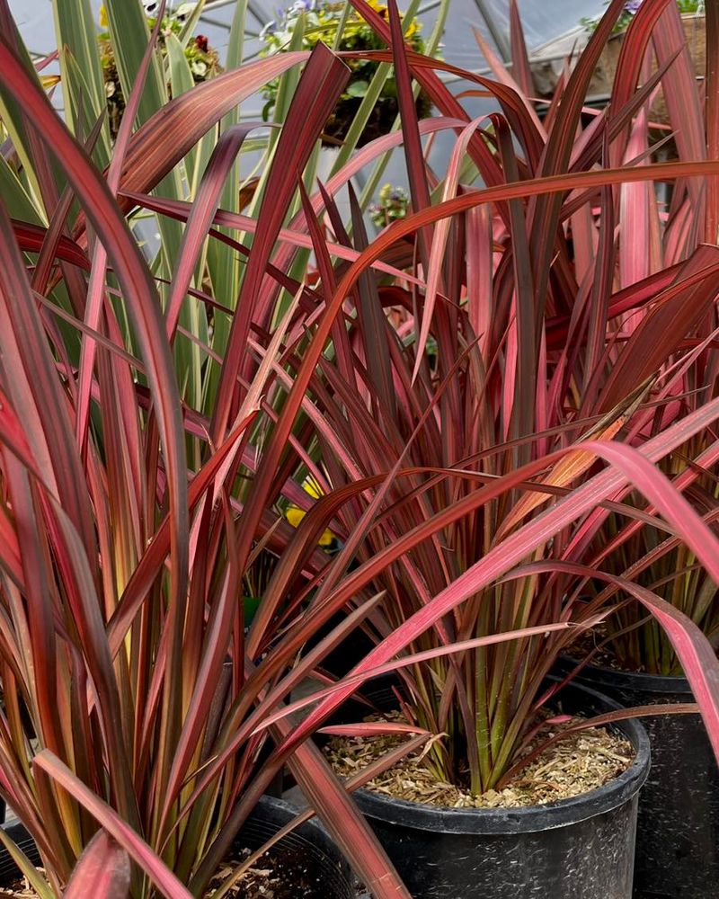 Phormium