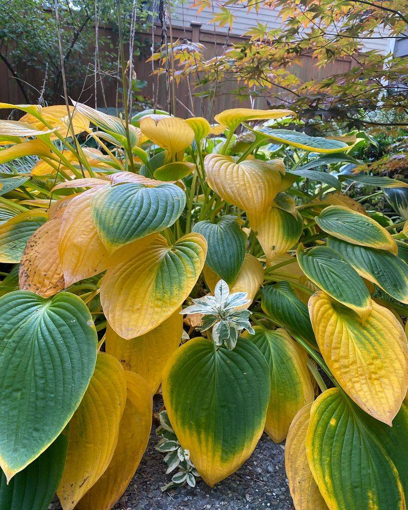 Hostas