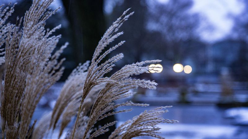 Ornamental Grasses For Winter Structure