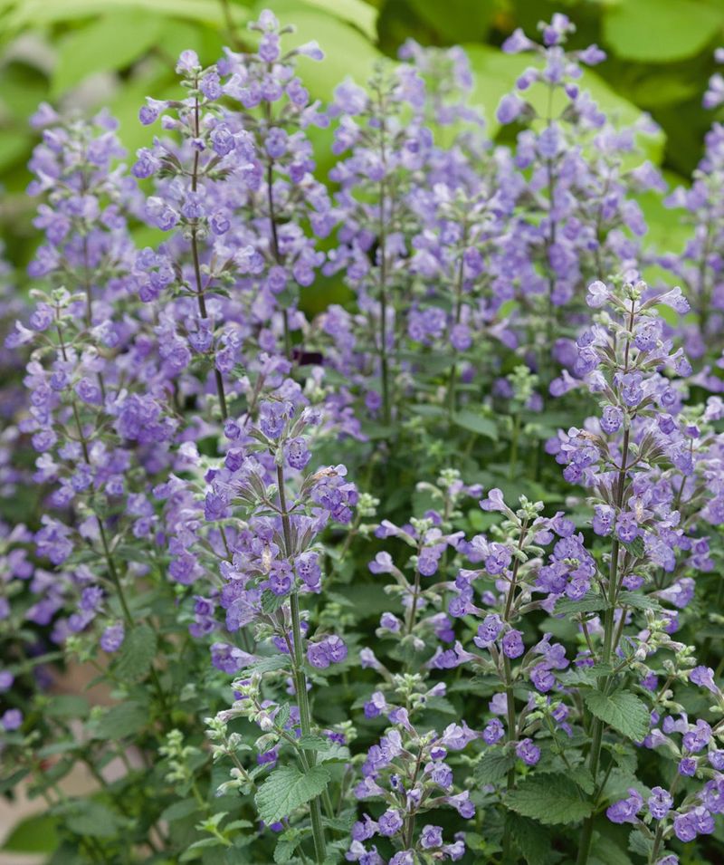 Catmint Creates Lavender Rivers Without Any Effort