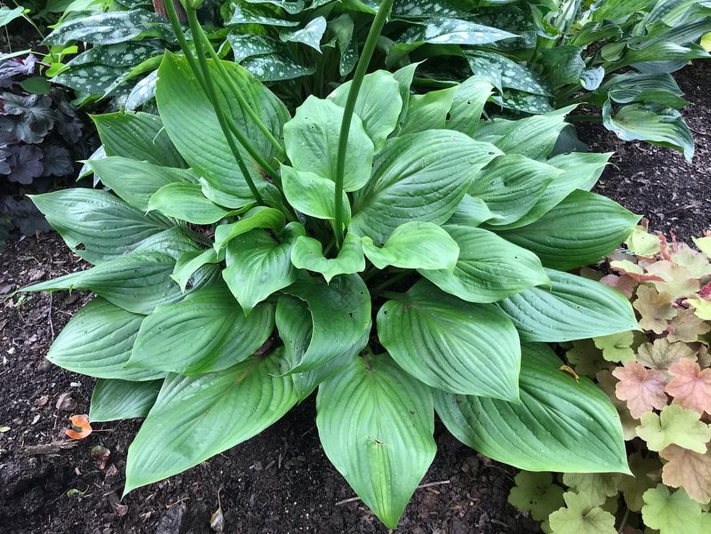 Hostas Go Dormant Gracefully