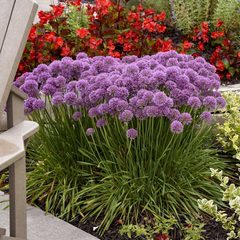 Ornamental Allium