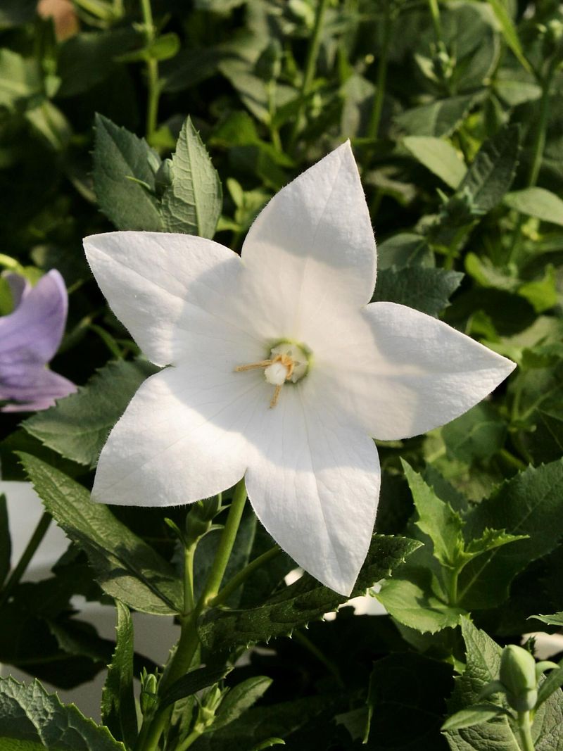 Balloon Flower
