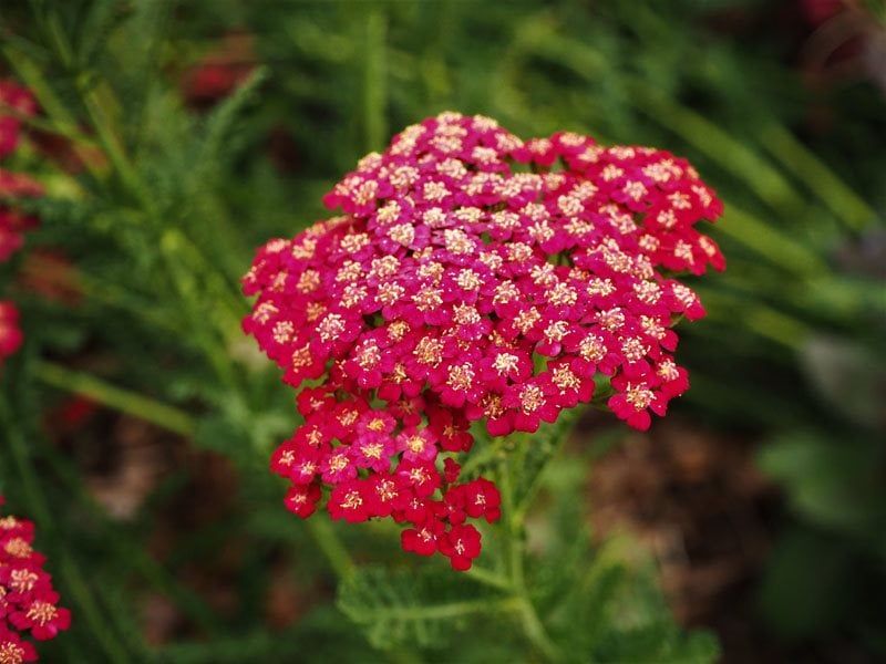 Yarrow