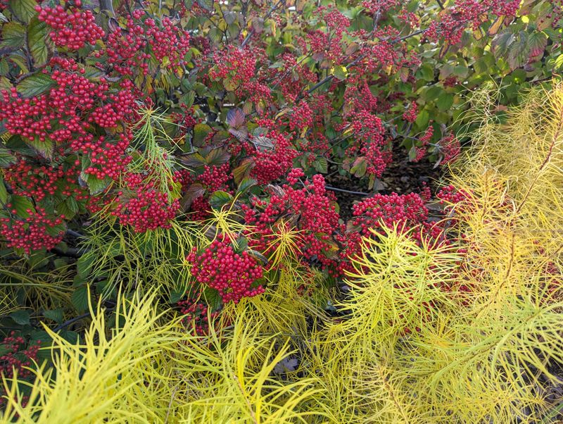 Amsonia