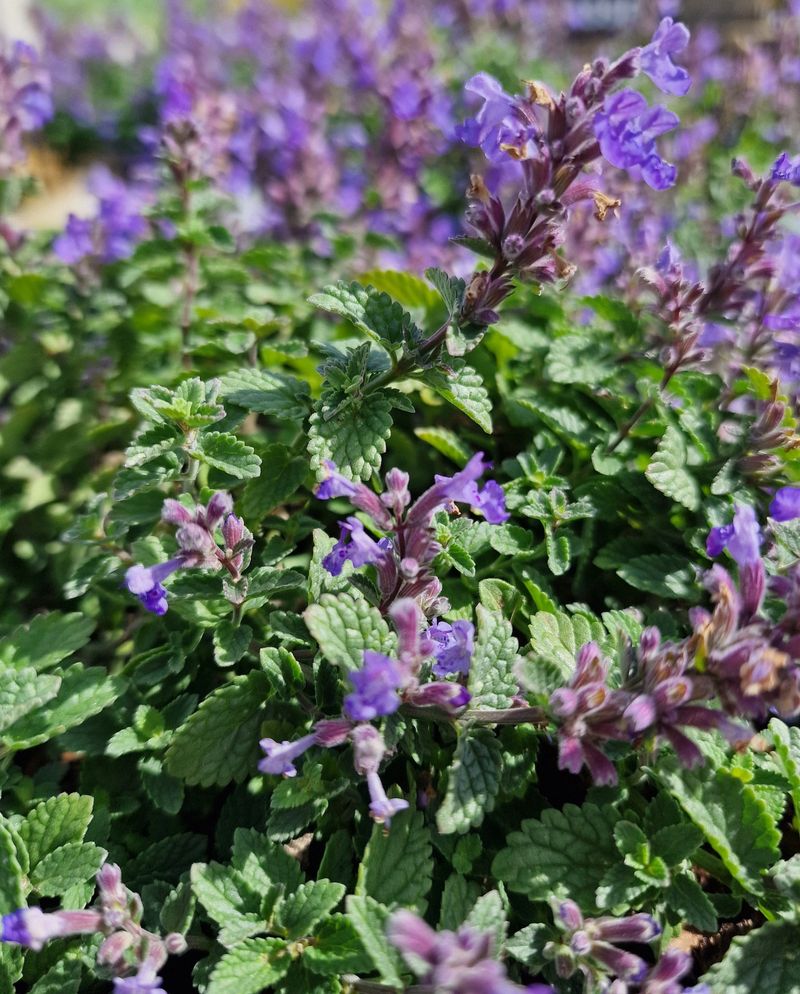 Catmint (Nepeta)
