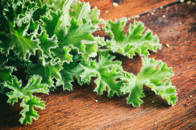 Lemon Balm: Citrusy Rat Shield