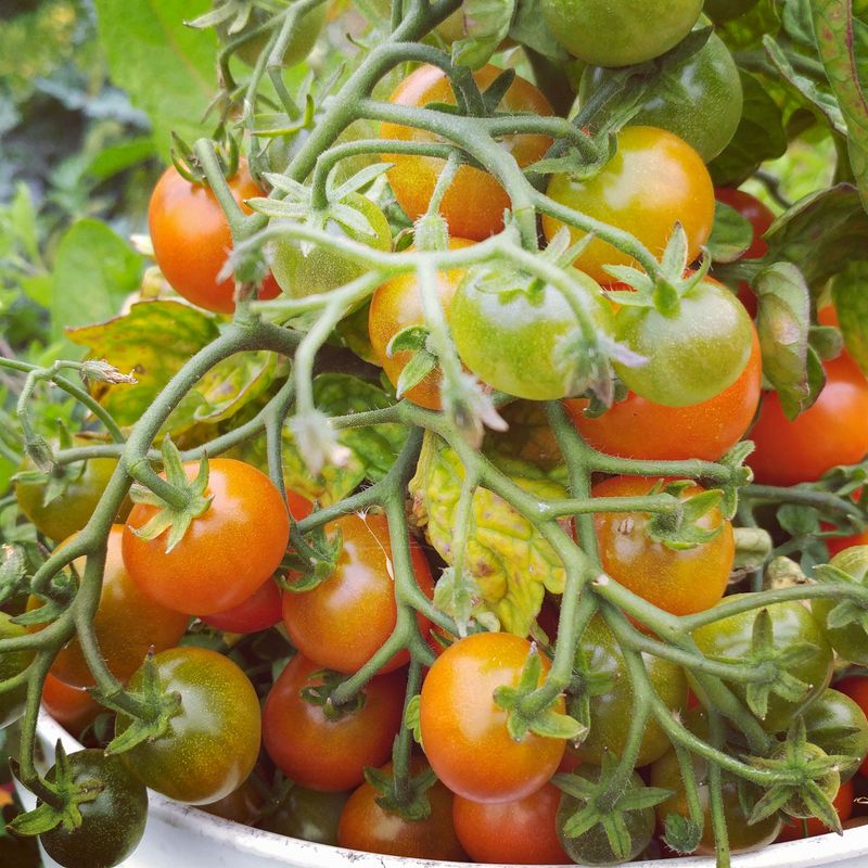 Tomatoes