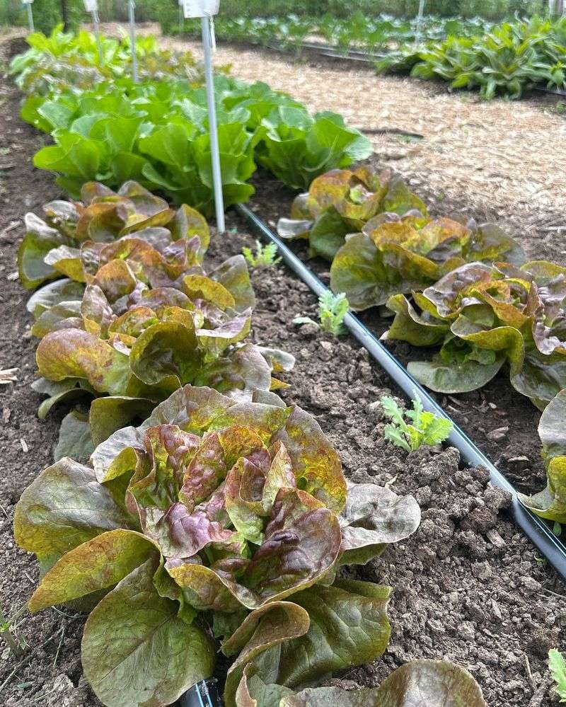 Lettuce: Quick-Growing Spring And Fall Favorite