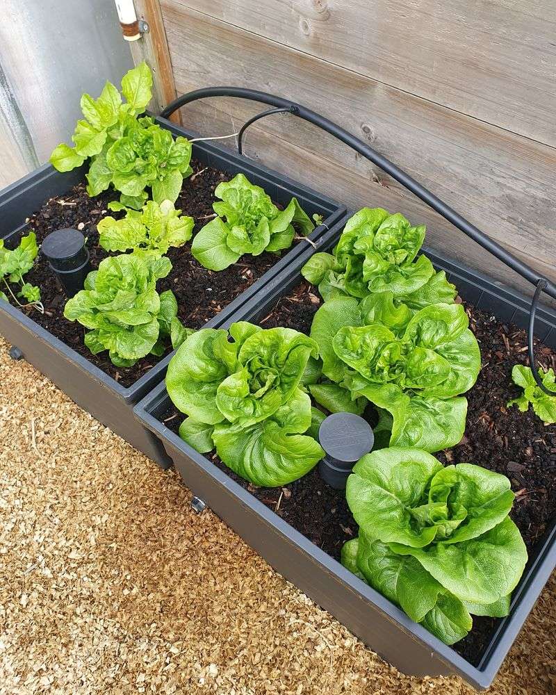 Lettuce Varieties For Continuous Harvests