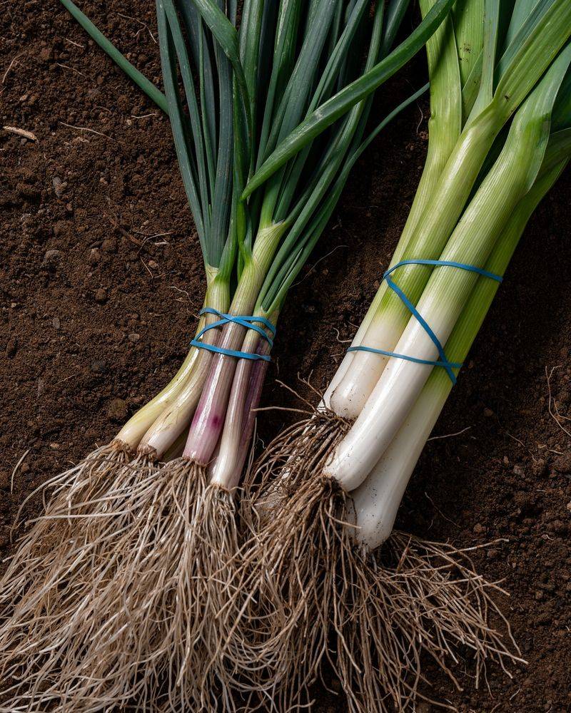 Scallions: The Cut-And-Come-Again Wonder