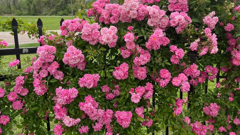 Roses