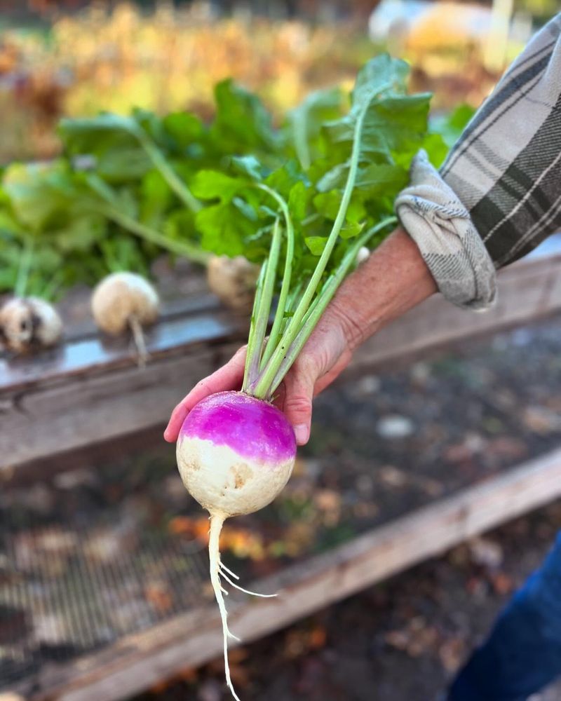 Reliable Turnips