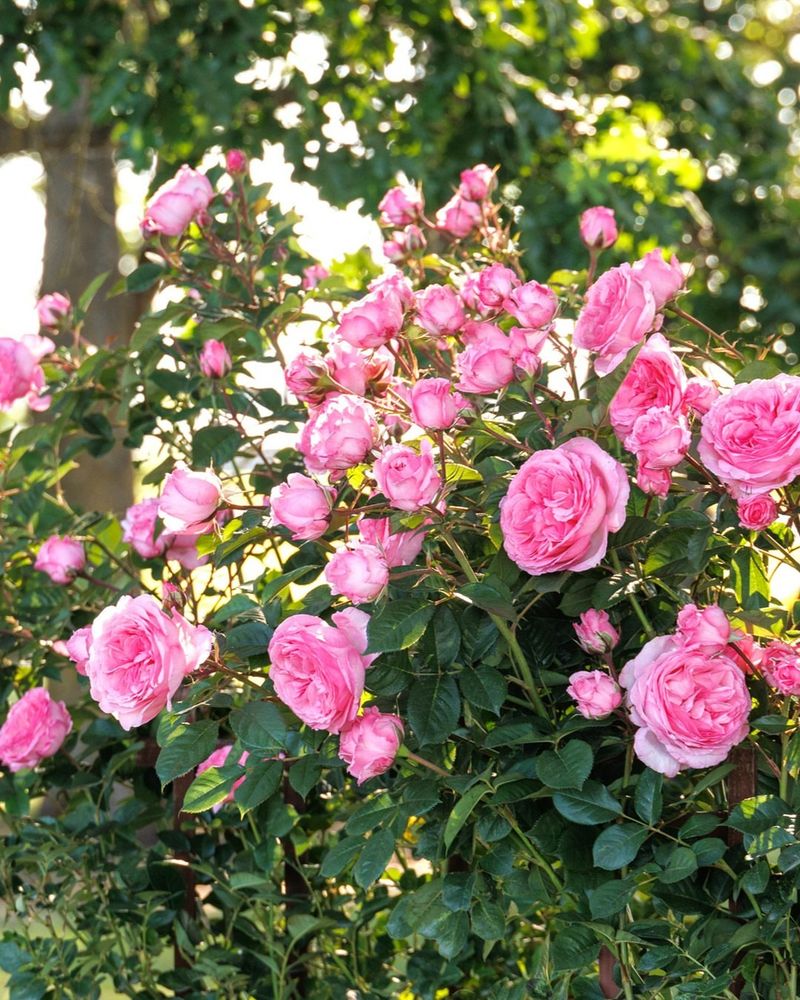 Climbing Rose Regrets