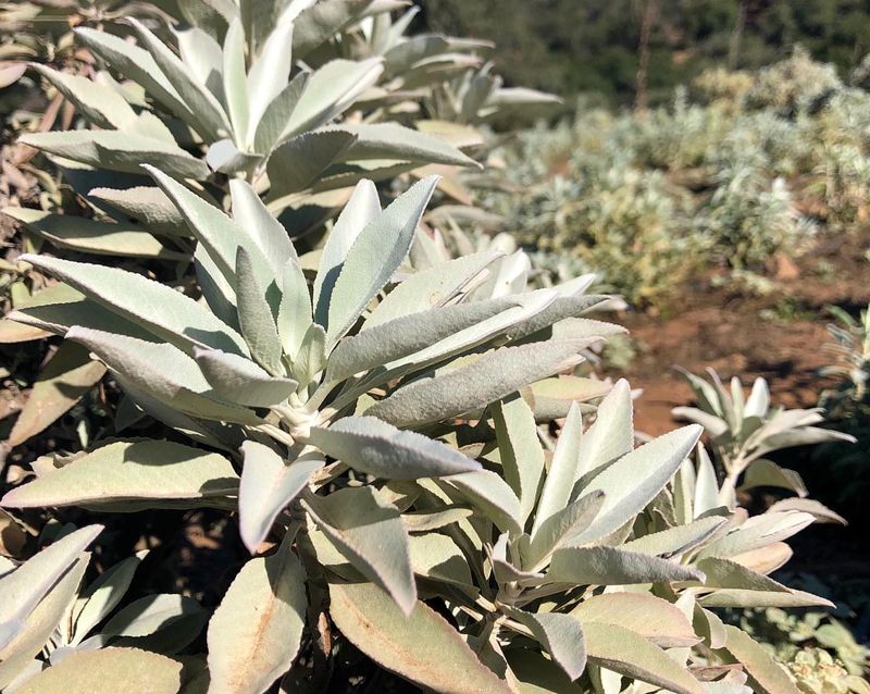 California Native Sages