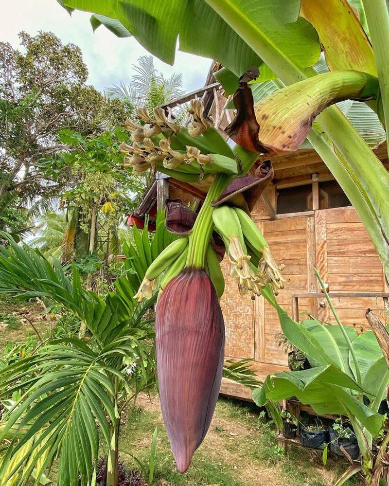 Banana Plants