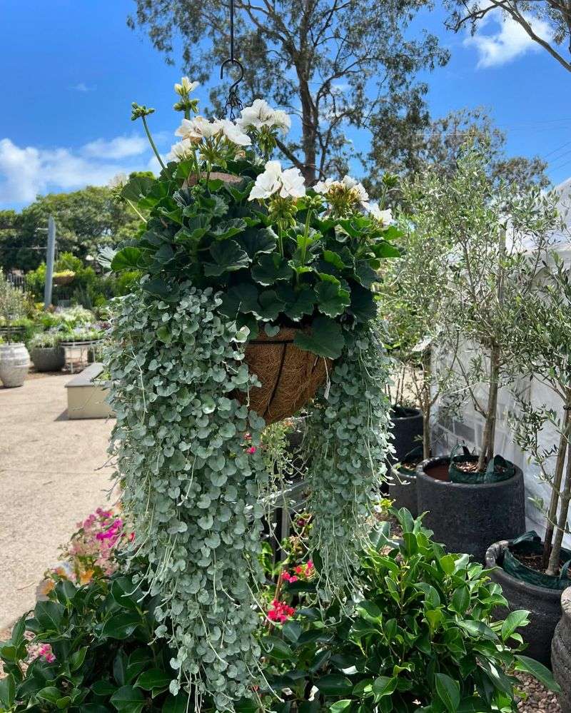 Dichondra 'Silver Falls'
