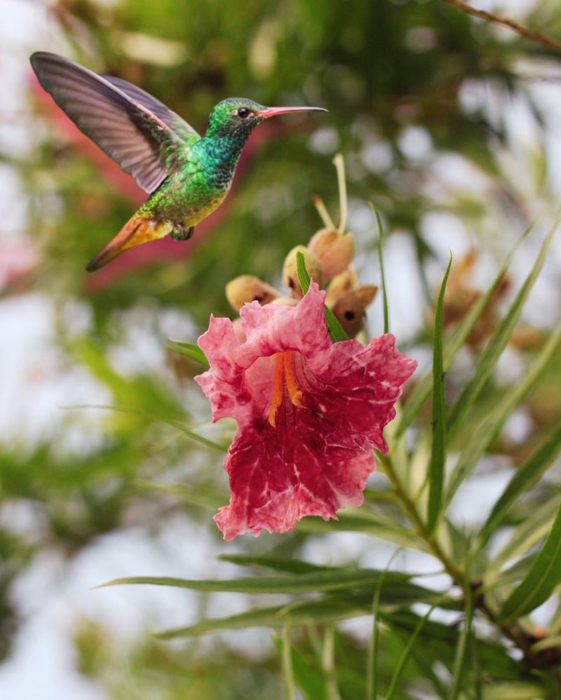 Nectar Bonanza