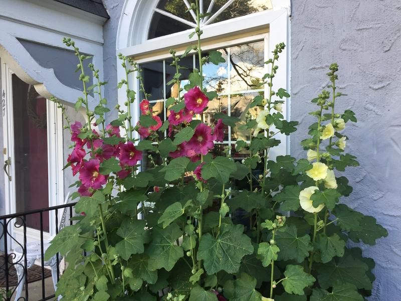 The Magic Of Virginia's Hollyhock Alleys