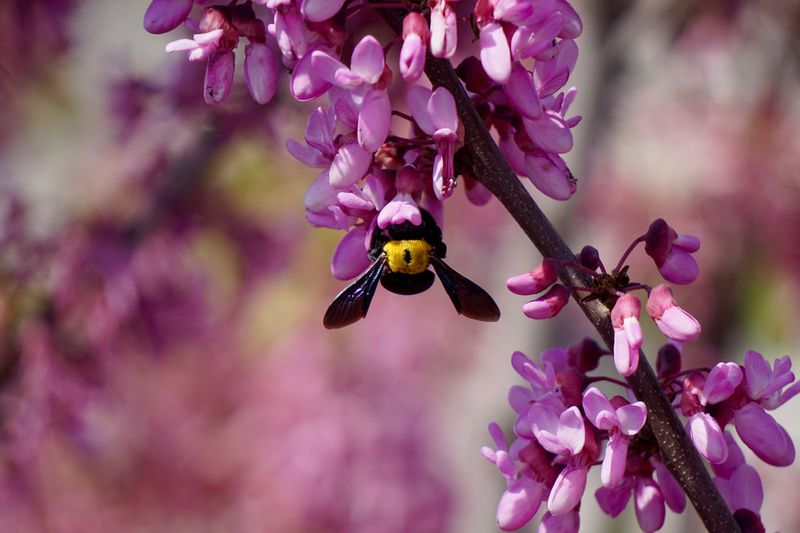 Seasonal Timing That Extends Pollinator Activity